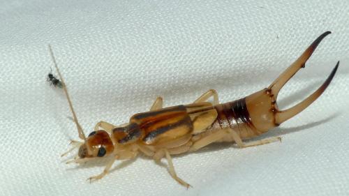 Réf. 329 319 : Labidura riparia